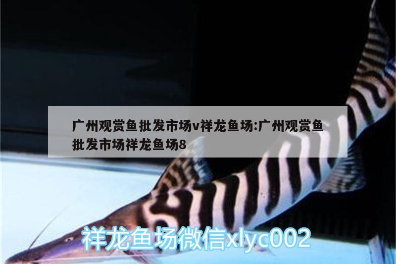 廣州觀賞魚批發市場v祥龍魚場:廣州觀賞魚批發市場祥龍魚場8（中國觀賞魚最大的市場）
