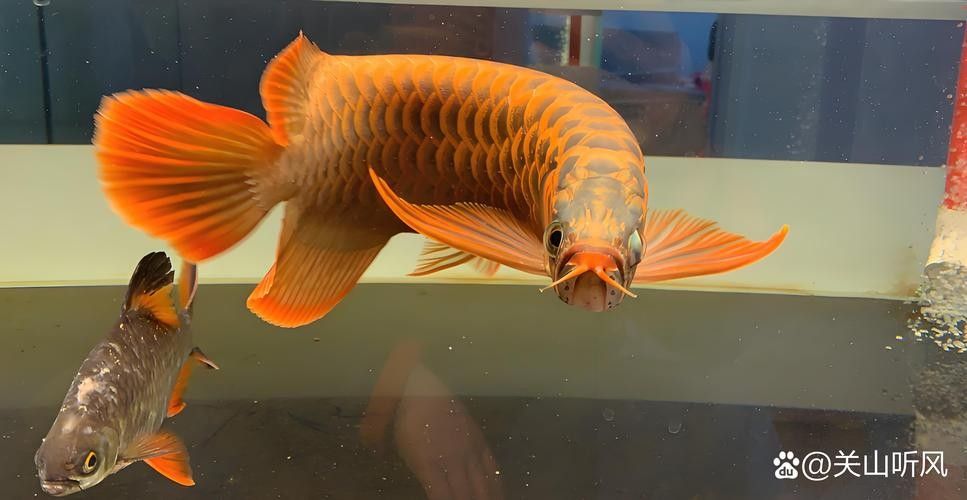 沂南哪個水族館龍魚好？祥龍魚場龍魚（南縣龍魚愛好者們，你們是否在尋找一個可以觀賞和學習龍魚養殖的專業場所？）