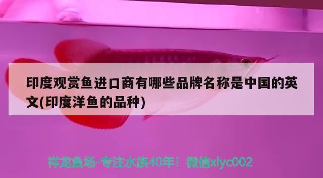 印度觀賞魚進(jìn)口商有哪些品牌名稱是中國的英文(印度洋魚的品種)