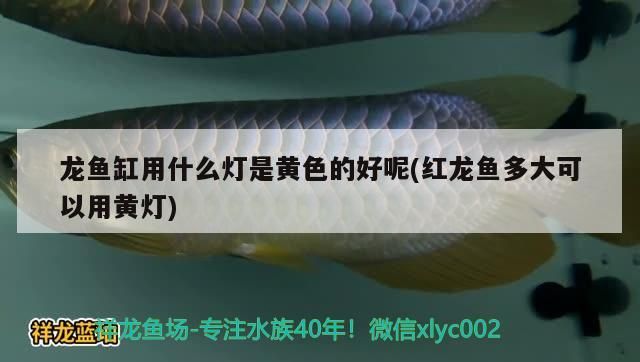 我也來曬曬獻丑啦（我也來曬曬獻丑啦,本文旨在探討個人在公共場合展示自己時可能遇到的尷尬情況及其應對策略）