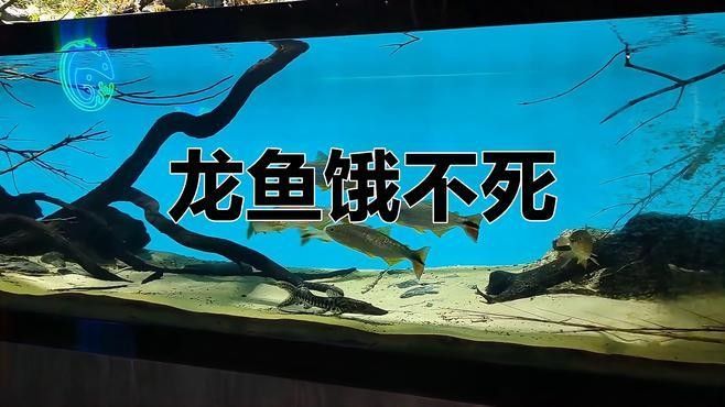 停食期間如何照顧龍魚（停食期間，龍魚照顧需要特別關注其生理需求和環境條件）