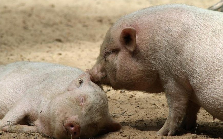 混養(yǎng)時(shí)需要喂什么飼料？（養(yǎng)動(dòng)物飼料的選擇）