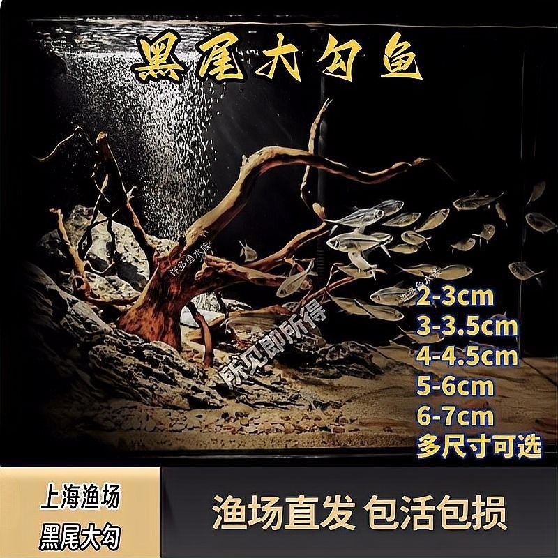 混養(yǎng)時(shí)需要喂什么飼料？（養(yǎng)動(dòng)物飼料的選擇）