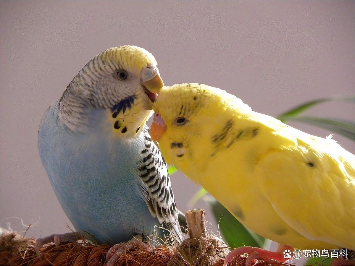 混養(yǎng)時(shí)需要喂什么飼料？（養(yǎng)動(dòng)物飼料的選擇）