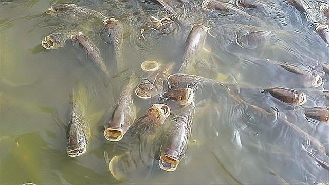 混養(yǎng)時(shí)需要喂什么飼料？（養(yǎng)動(dòng)物飼料的選擇）