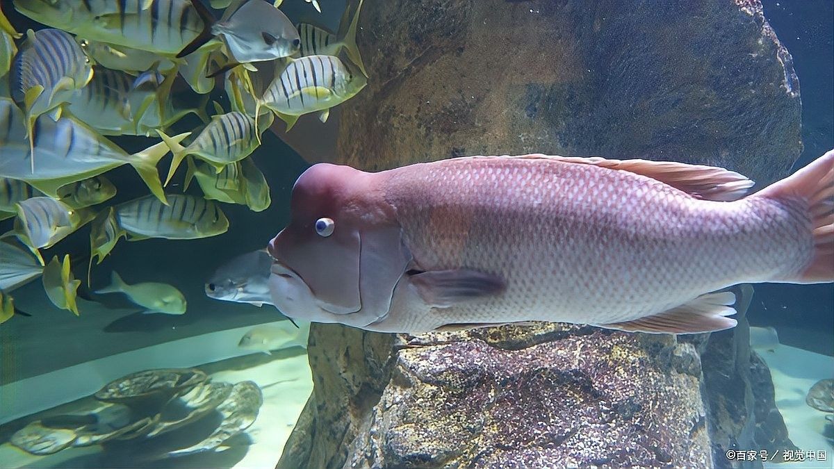 龍魚多久喂一次（養魚高手的“喂食日歷”公開萌寵百科小團團公開萌寵小團團）
