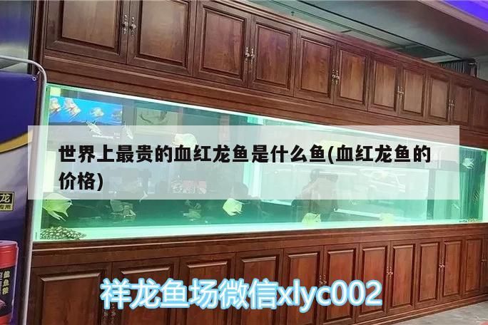 世界上最貴的血紅龍魚是什么魚(血紅龍魚的價格)（世界上最貴的血紅龍是什么魚）