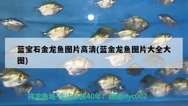藍寶石金龍魚圖片高清(藍金龍魚圖片大全大圖)