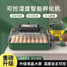 人工干預(yù)孵化需要哪些設(shè)備？（人工干預(yù)孵化所需設(shè)備） 人工干預(yù)孵化需要哪些設(shè)備？（人工干預(yù)孵化所需設(shè)備） 龍魚百科 第3張
