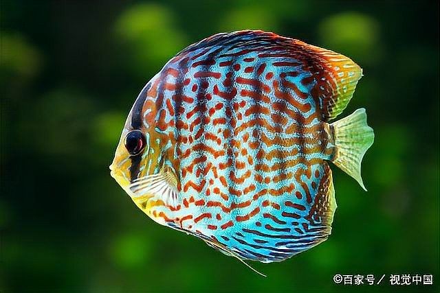 雷龍魚趴缸縮鰭會自愈嗎（養魚老道雷龍魚縮鰭趴缸水質波動怎么治易車網）