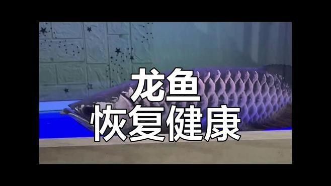 雷龍魚趴缸縮鰭會自愈嗎（養魚老道雷龍魚縮鰭趴缸水質波動怎么治易車網）