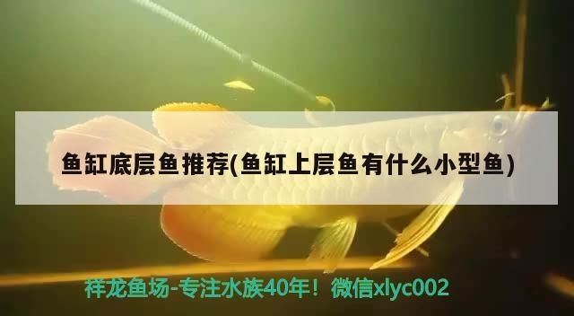 魚缸底層魚推薦(魚缸上層魚有什么小型魚)（魚缸底層魚推薦）