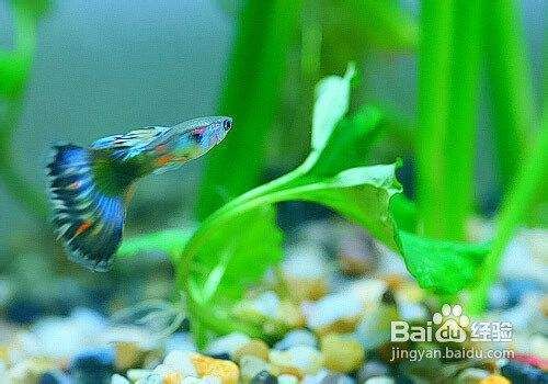 詳細(xì)閱讀:星點(diǎn)龍魚飼養(yǎng)技巧有哪些?(關(guān)于星點(diǎn)龍魚的問題) 星點(diǎn)龍魚飼養(yǎng)技巧有哪些?(關(guān)于星點(diǎn)龍魚的問題)