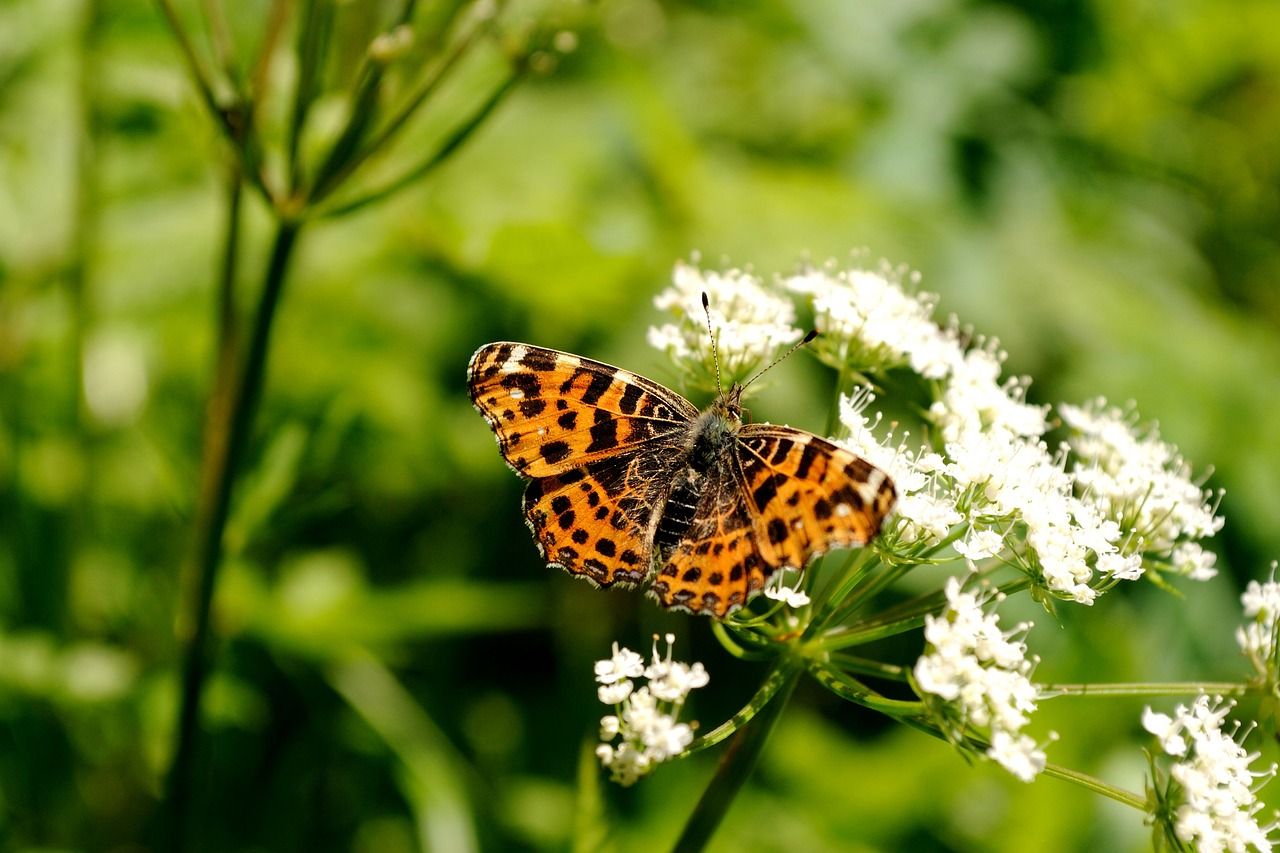 黃金招財貓魚怎么繁殖的視頻教學(xué)（黃金招財貓魚會變黑嗎）（黃金招財貓怎么繁殖的視頻教學(xué)）