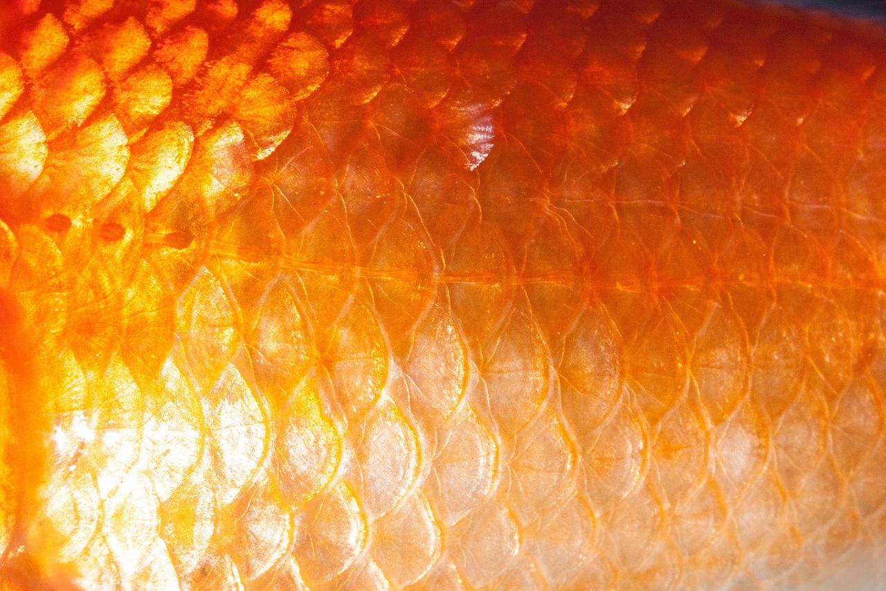 黃金招財貓魚怎么繁殖的視頻教學(xué)（黃金招財貓魚會變黑嗎）（黃金招財貓怎么繁殖的視頻教學(xué)）