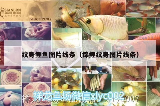 紋身鯉魚圖片線條（錦鯉紋身圖片線條）（2020最流行的紋身圖案小魚紋身圖案小魚紋身圖案）