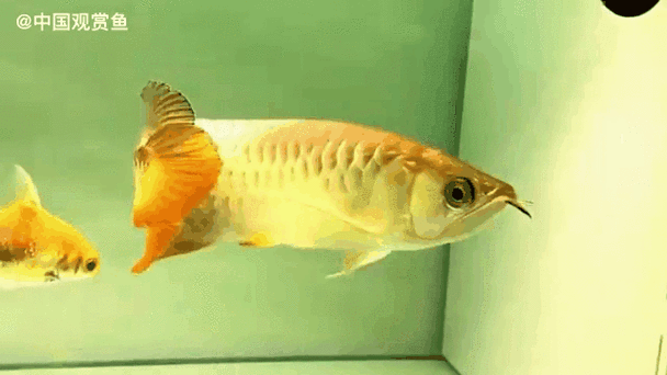 金龍魚動(dòng)態(tài)壁紙高清版（金龍魚動(dòng)態(tài)壁紙高清版是一款專為手機(jī)或平板電腦用戶設(shè)計(jì)的動(dòng)態(tài)壁紙）