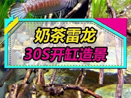 藍(lán)色雷龍魚(yú)需要多大的魚(yú)缸（藍(lán)色雷龍魚(yú)的魚(yú)缸大小）