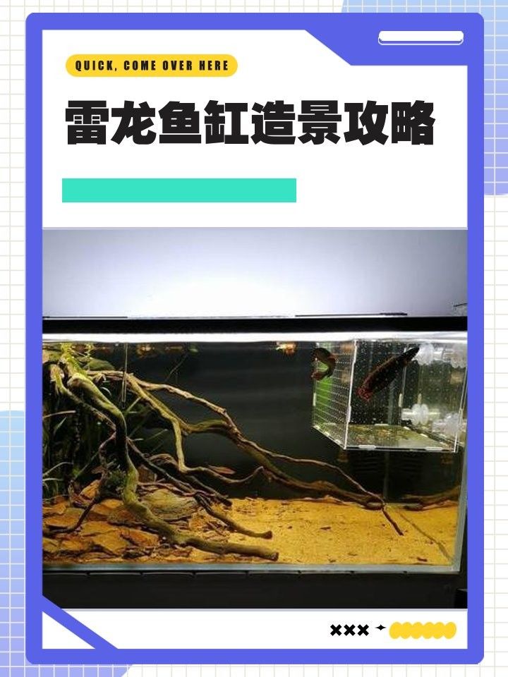 藍(lán)色雷龍魚(yú)需要多大的魚(yú)缸（藍(lán)色雷龍魚(yú)的魚(yú)缸大小）