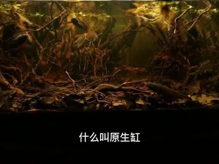 藍(lán)色雷龍魚(yú)需要多大的魚(yú)缸（藍(lán)色雷龍魚(yú)的魚(yú)缸大小）