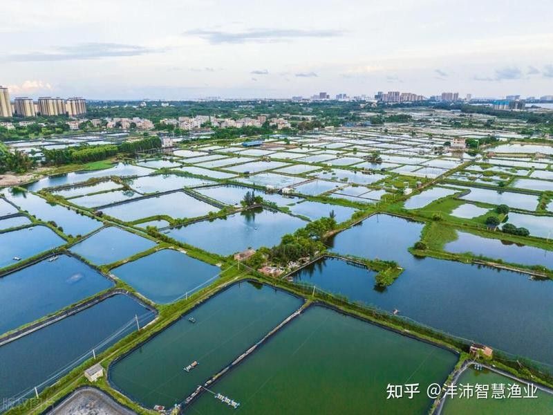 如何預防龍魚白霉病？（季節性水霉白點病如何應對）
