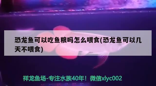 恐龍魚可以吃魚糧嗎怎么喂食(恐龍魚可以幾天不喂食)（六角恐龍魚喂養方法）