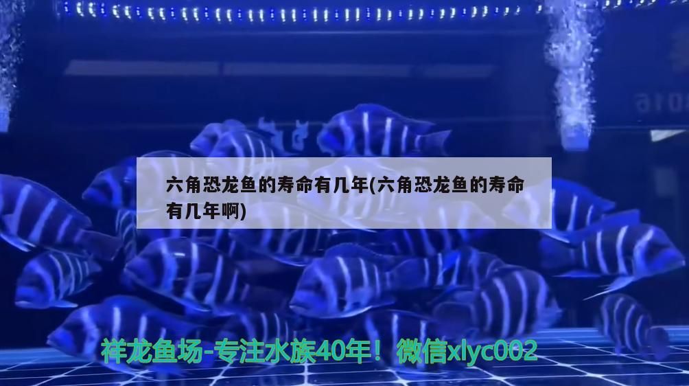 六角恐龍魚的壽命有幾年(六角恐龍魚的壽命有幾年啊)（六角恐龍魚的壽命有幾年）