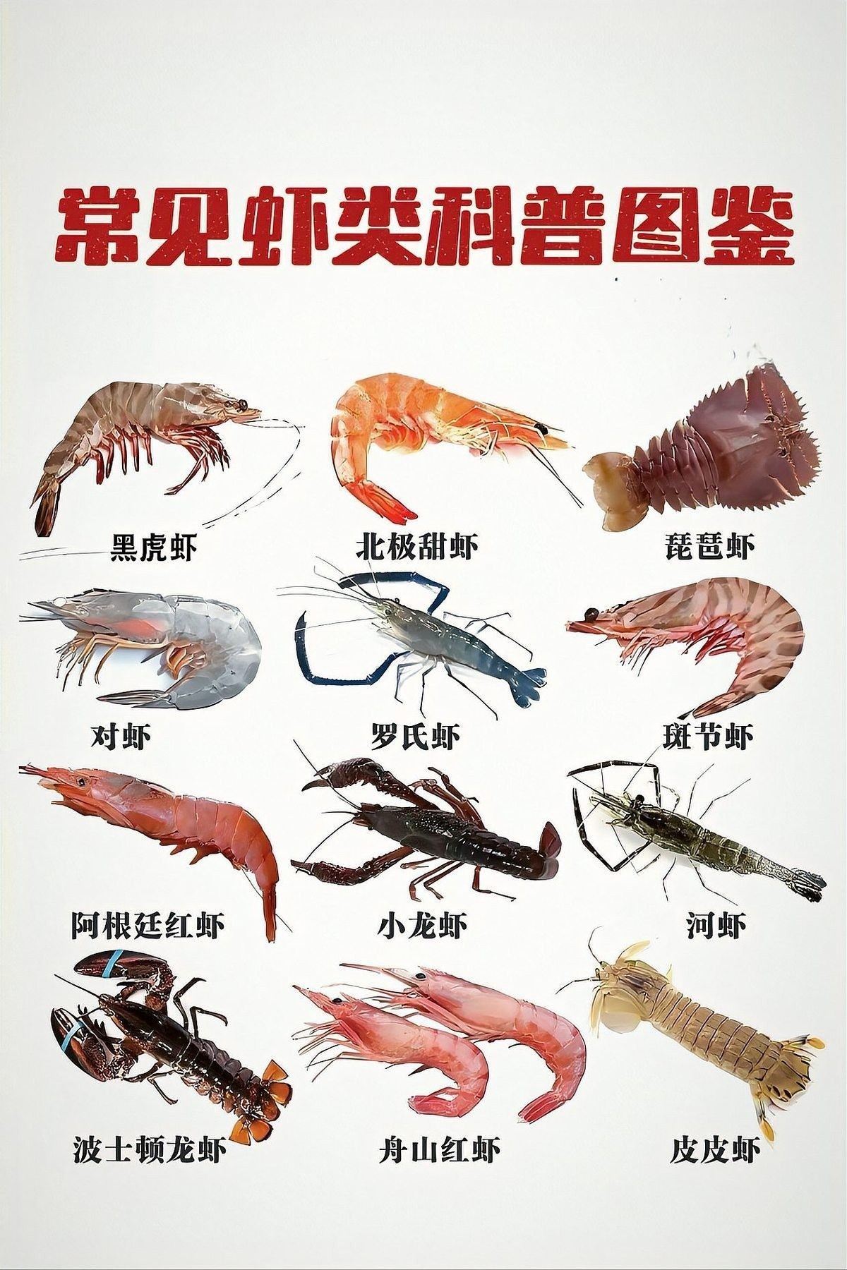 如何區分河蝦和海蝦？