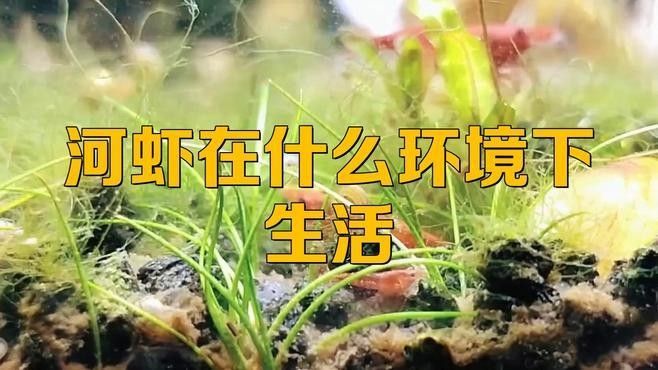 如何區分河蝦和海蝦？