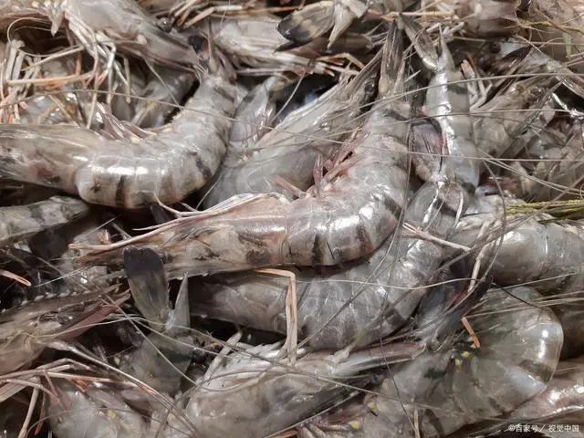 如何區分河蝦和海蝦？