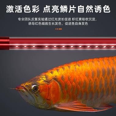 金龍魚(yú)燈需要哪些特性？（——龍魚(yú)燈光使用指南）