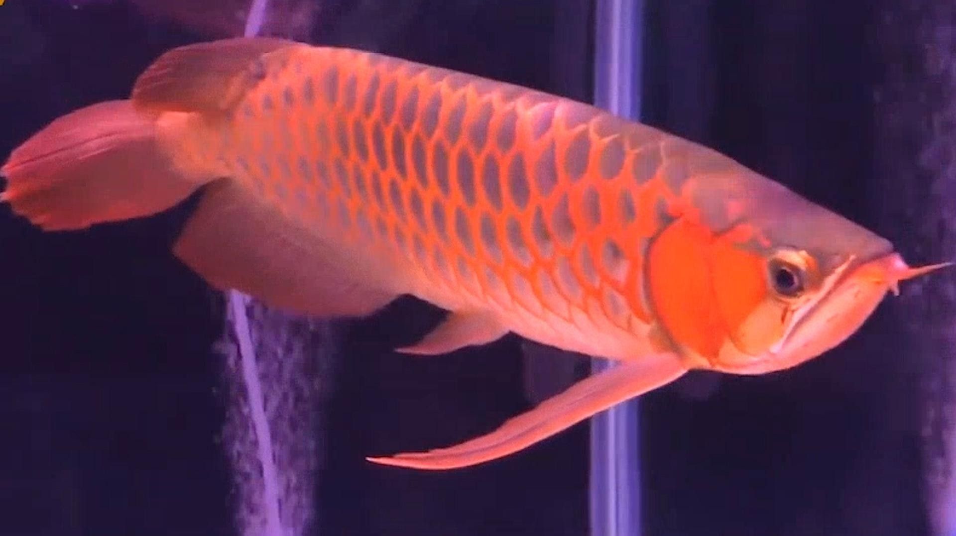 哪里可以購買到高品質的血紅龍魚苗 哪里可以購買到高品質的血紅龍魚苗 龍魚百科 第11張
