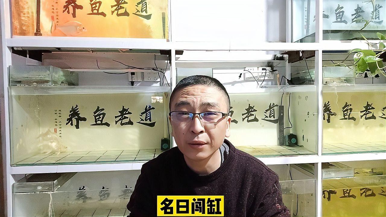 巴西亞魚和龍魚混養需要多大的魚缸？