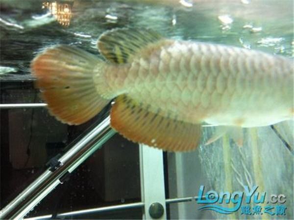 如何判斷龍魚傷口是否感染？（如何判斷龍魚傷口是否感染）