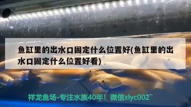 龍魚用什么燈光比較好養（龍魚用什么燈照比較好）