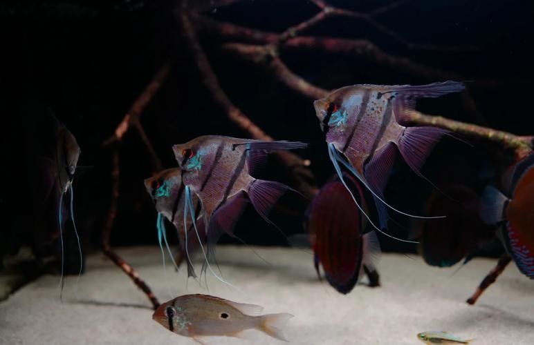 闖缸魚選擇什么品種好