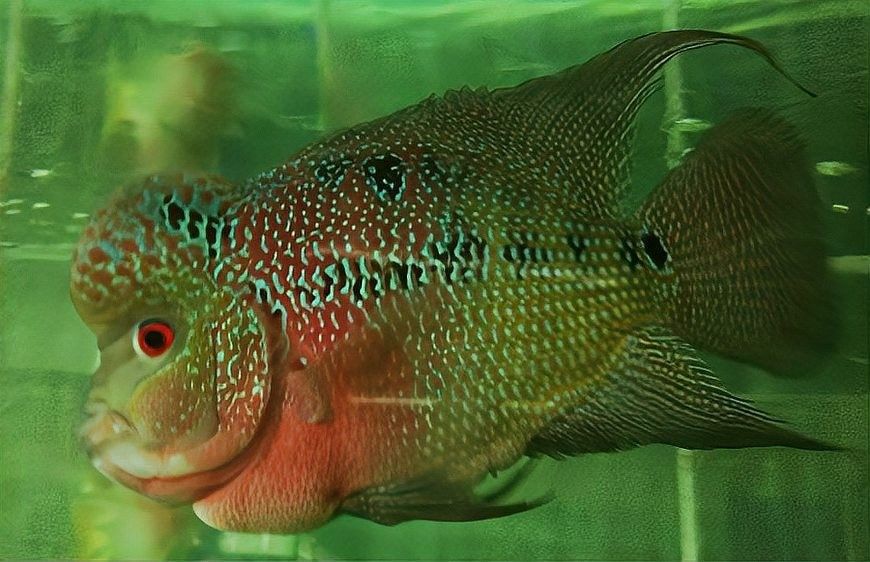 闖缸魚選擇什么品種好