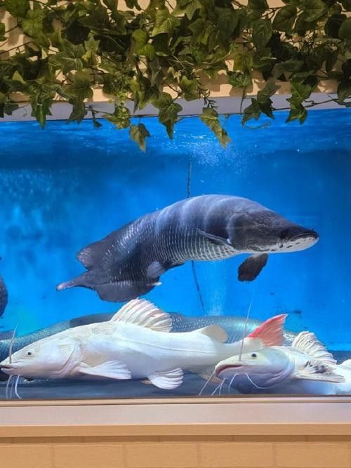 混養海象魚和龍魚需要哪些裝飾物？（養海象魚和龍魚時裝飾物的選擇需要精心挑選合適的裝飾物）