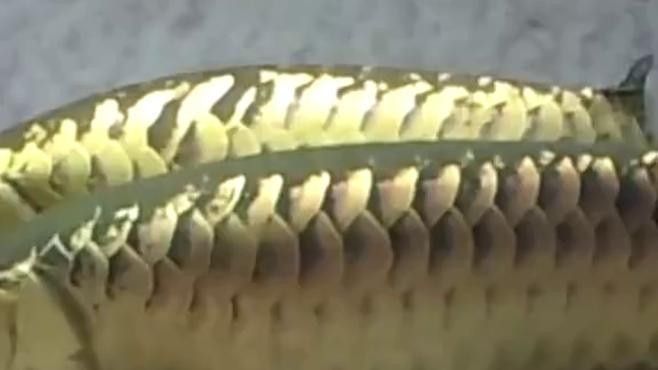 如何穩(wěn)定拍攝金龍魚(yú)視頻？