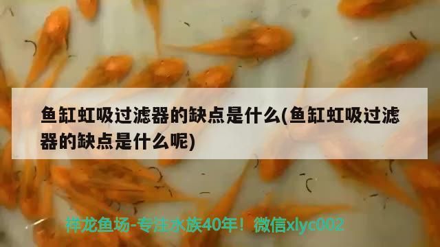 魚缸怎么除黃水蟲（ 魚缸去黃水的使用方法）（魚缸中的黃水蟲怎么除黃水蟲，魚缸水發黃的原因是什么）