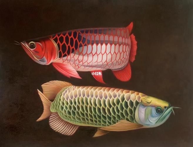 有沒有金龍魚照片處理模板？