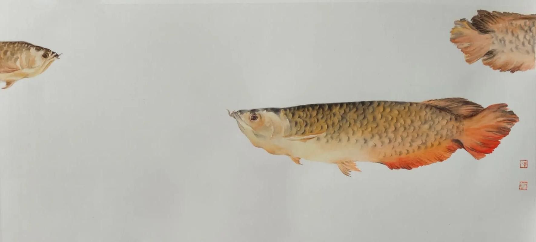有沒有金龍魚照片處理模板？