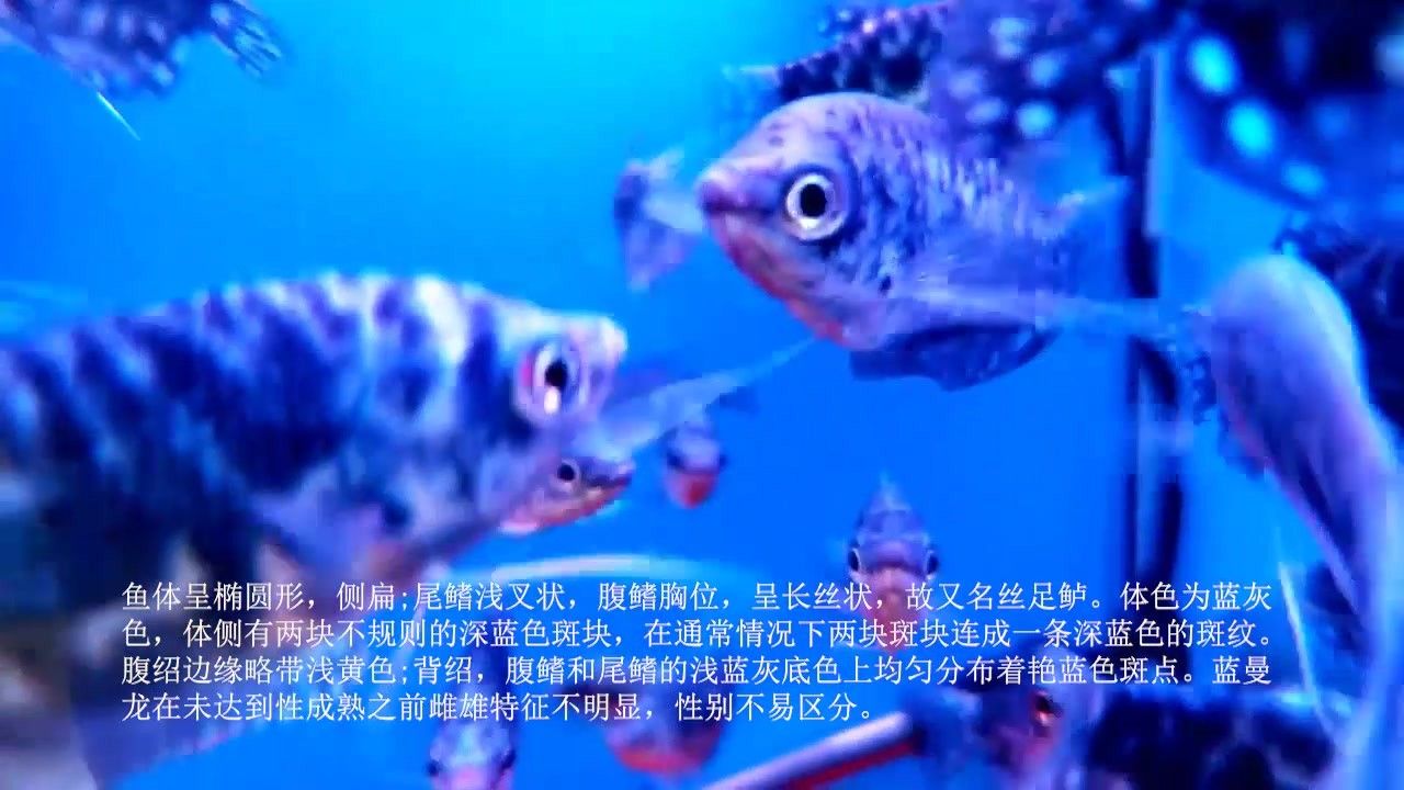 如何區分藍曼龍魚和藍龍背（曼龍魚和藍龍背是兩種不同的觀賞魚，它們在外觀上有一些區別） 如何區分藍曼龍魚和藍龍背（曼龍魚和藍龍背是兩種不同的觀賞魚，它們在外觀上有一些區別） 龍魚百科 第6張
