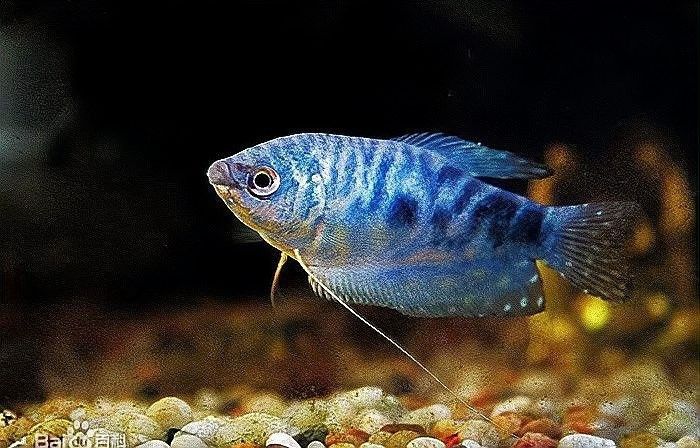 如何區分藍曼龍魚和藍龍背（曼龍魚和藍龍背是兩種不同的觀賞魚，它們在外觀上有一些區別） 如何區分藍曼龍魚和藍龍背（曼龍魚和藍龍背是兩種不同的觀賞魚，它們在外觀上有一些區別） 龍魚百科 第10張
