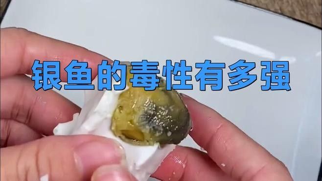 粗線銀板魚咬傷龍魚后如何處理？（民福康被魚咬了出血了怎么辦）