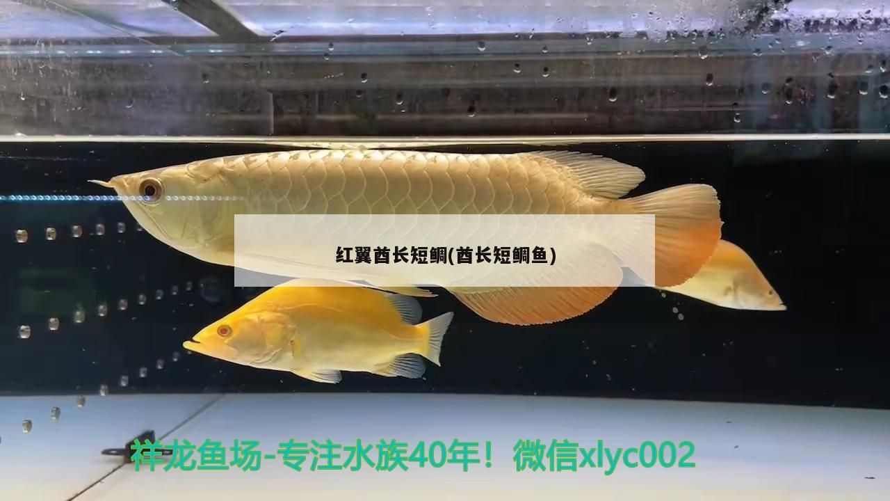 紅翼酋長(zhǎng)短鯛(酋長(zhǎng)短鯛魚)