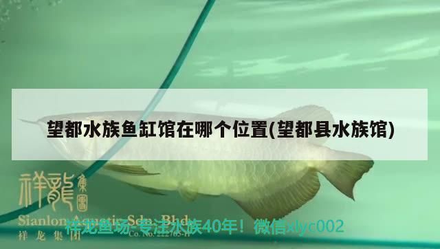 金龍魚 望都水族魚缸館在哪個位置(望都縣水族館) 觀賞魚百科 望都水族魚缸館在哪個位置(望都縣水族館) 望都水族魚缸館在哪個位置(望都縣水族館) 觀賞魚百科
