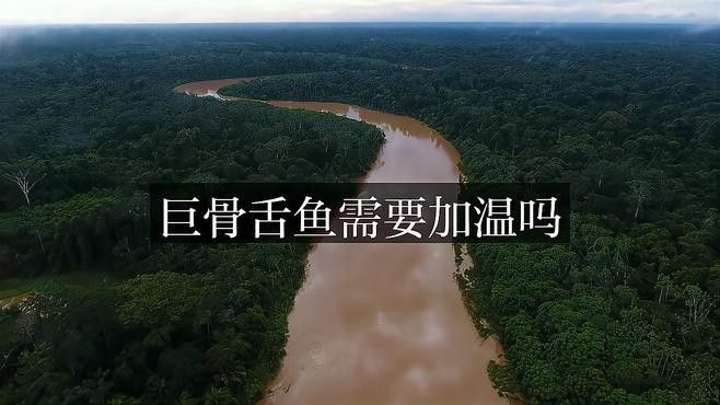 金龍魚和巨骨舌魚哪個更難飼養？（巨骨舌魚和龍魚的區別）