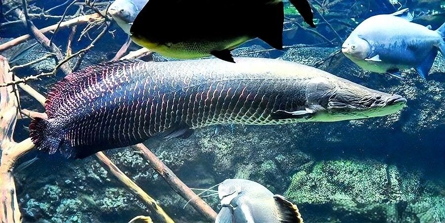 金龍魚和巨骨舌魚哪個更難飼養？（巨骨舌魚和龍魚的區別）