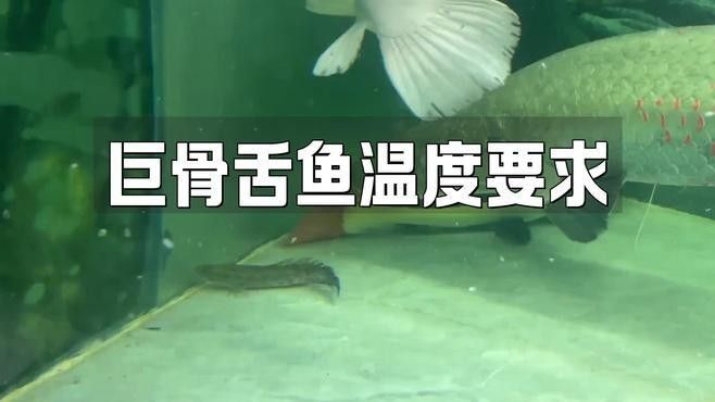 金龍魚和巨骨舌魚哪個更難飼養？（巨骨舌魚和龍魚的區別）